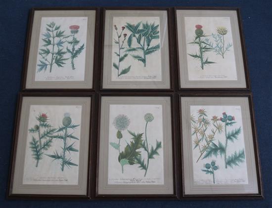 Johann Wilhelm Weinmann (1683-1741) Studies of thistles from Phytanthoza Iconographia 13.5 x 9in.